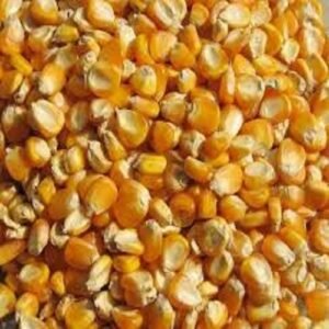 Yellow Maize Seed
